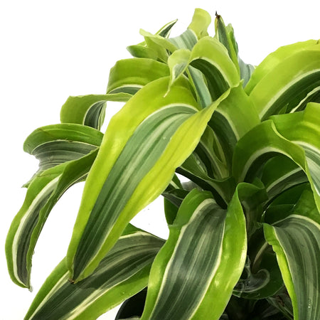 Dracaena, 6in, Lemon Lime