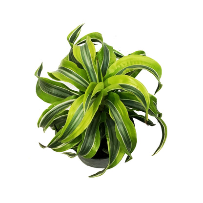 Dracaena, 6in, Lemon Lime
