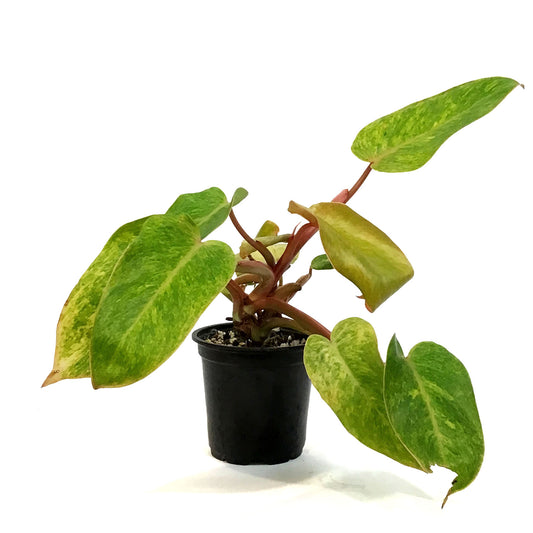 Philodendron, 4in, Painted Lady
