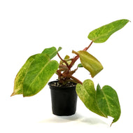 Philodendron, 4in, Painted Lady