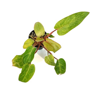Philodendron, 4in, Painted Lady