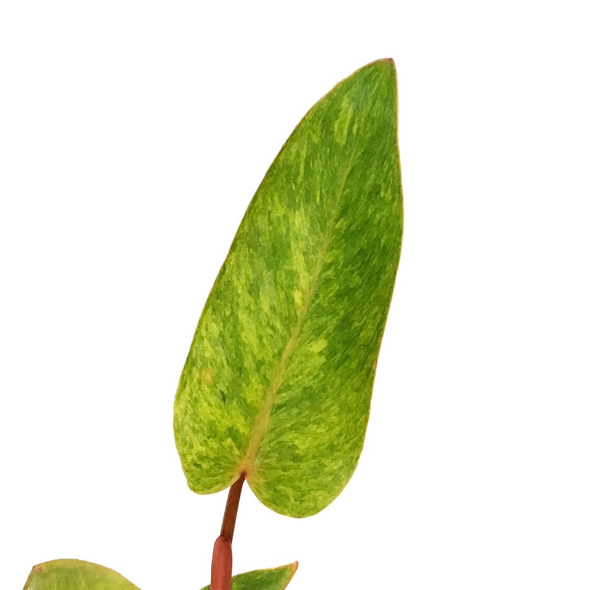 Philodendron, 4in, Painted Lady