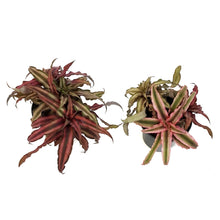 Load image into Gallery viewer, Cryptanthus, 4in, Earth Star Assorted
