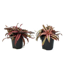 Load image into Gallery viewer, Cryptanthus, 4in, Earth Star Assorted
