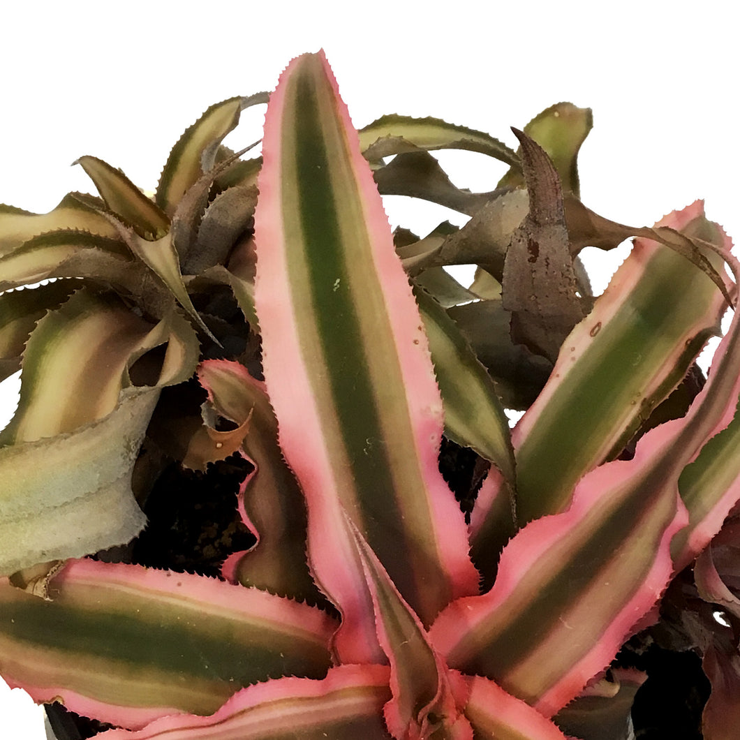 Cryptanthus, 4in, Earth Star Assorted