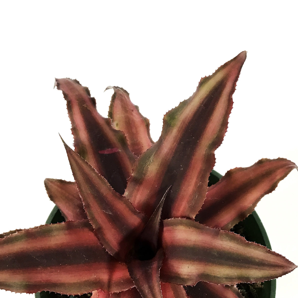 Cryptanthus, 4in, Earth Star Assorted