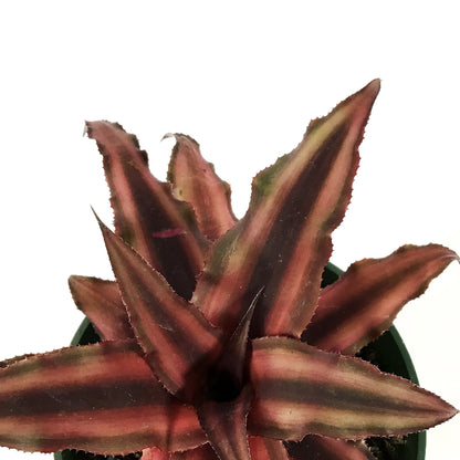 Cryptanthus, 4in, Earth Star Assorted