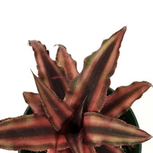 Load image into Gallery viewer, Cryptanthus, 4in, Earth Star Assorted
