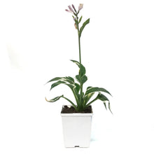 Load image into Gallery viewer, Hosta, 15cm, Patriot
