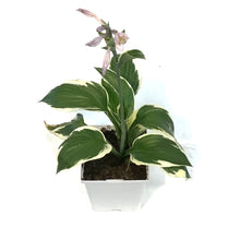 Load image into Gallery viewer, Hosta, 15cm, Patriot
