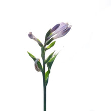 Load image into Gallery viewer, Hosta, 15cm, Patriot
