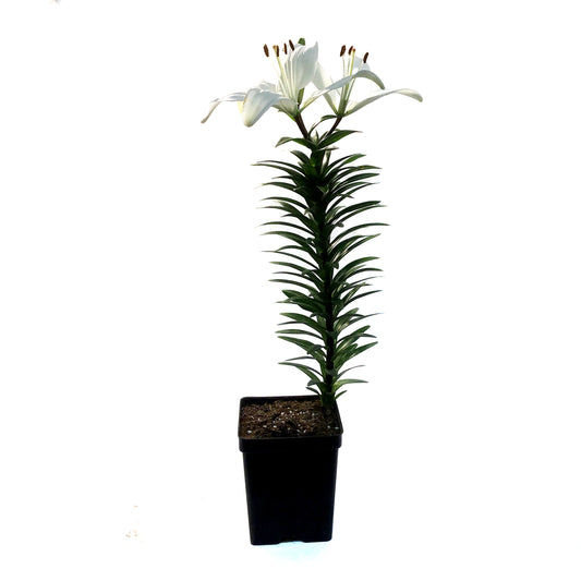 Lilium, Asiatic, 11cm, Tiny Crystal Pot Lily