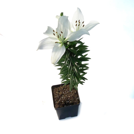 Lilium, Asiatic, 11cm, Tiny Crystal Pot Lily