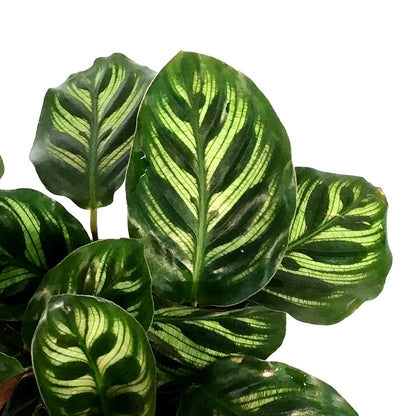 Calathea, 4in, Makoyana