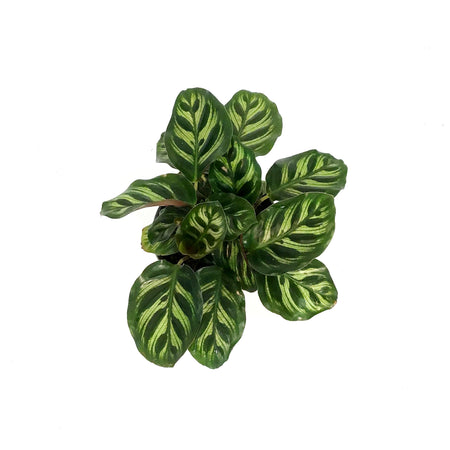 Calathea, 4in, Makoyana