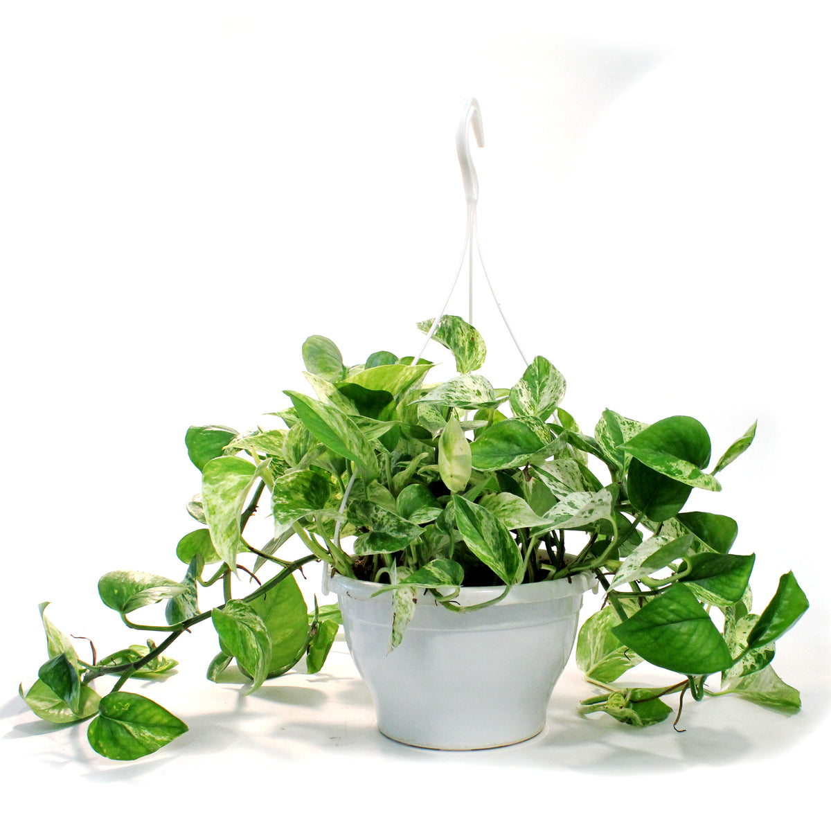 Pothos, 7.5in, Marble Queen