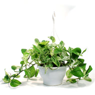 Pothos, 7.5in, Marble Queen