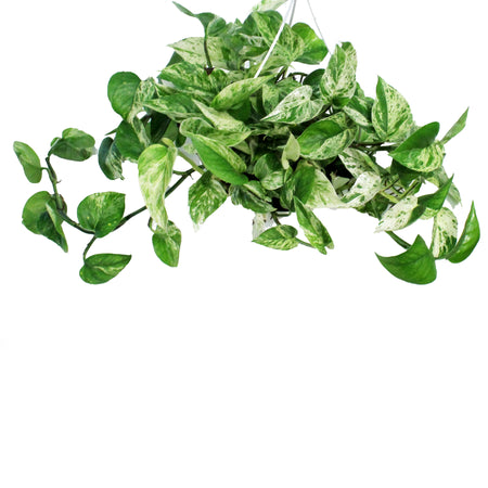 Pothos, 7.5in, Marble Queen