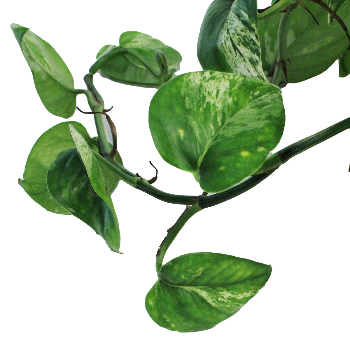 Pothos, 7.5in, Marble Queen