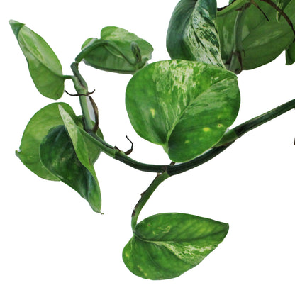 Pothos, 7.5in, Marble Queen