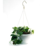 Scindapsus, 7.5in HB, Argyraeus