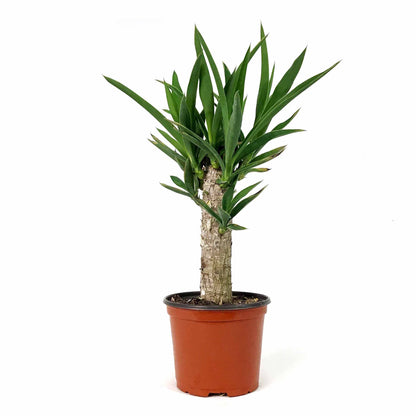 Yucca, 6in, Cane