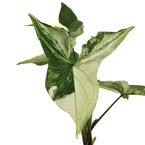 Syngonium, 4in, Albo Variegata