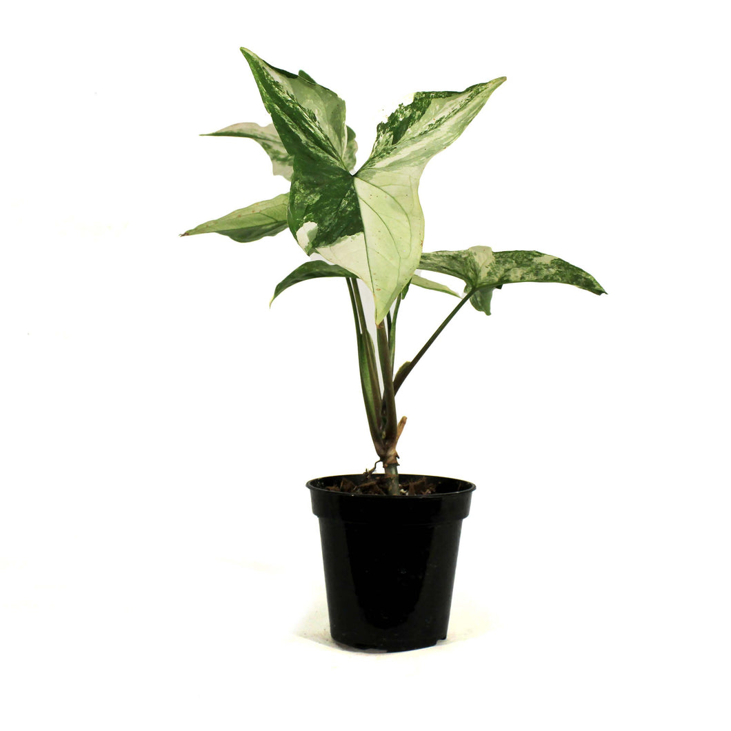 Syngonium, 4in, Albo Variegata