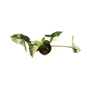 Syngonium, 4in, Albo Variegata