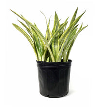 Load image into Gallery viewer, Sansevieria, 10in, Yellowstone
