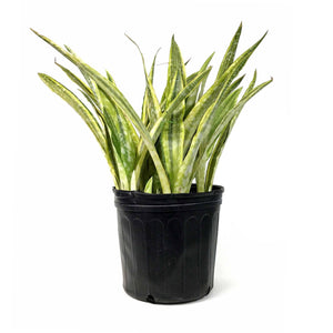 Sansevieria, 10in, Yellowstone