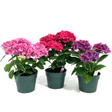 Load image into Gallery viewer, Planter, 6in, Hydrangea, Assorted
