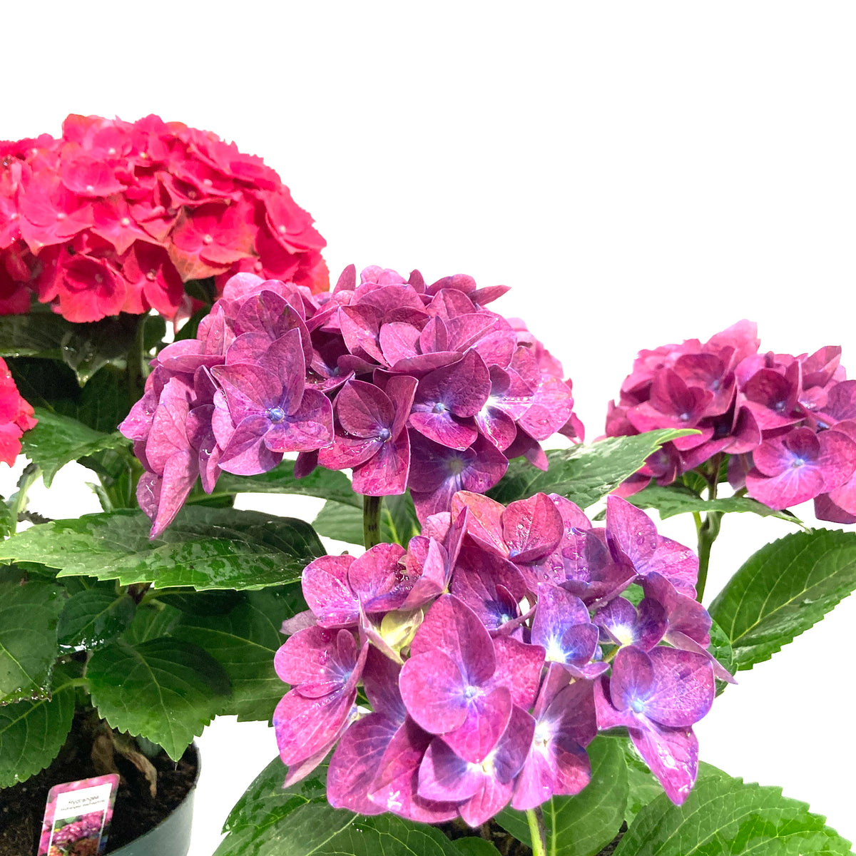 Planter, 6in, Hydrangea, Assorted
