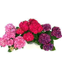 Load image into Gallery viewer, Planter, 6in, Hydrangea, Assorted
