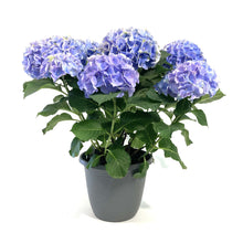 Load image into Gallery viewer, Planter, 10in, Hydrangea, Assorted
