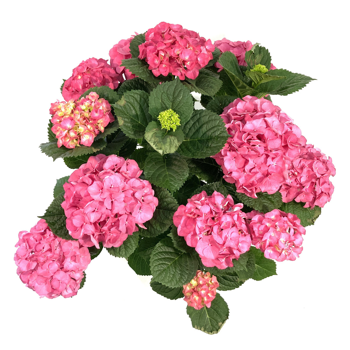 Planter, 10in, Hydrangea, Assorted