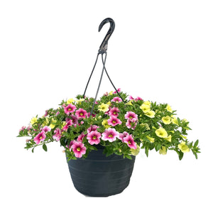 Hanging Basket, 10in, Spring Combo, Assorted