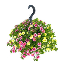 Load image into Gallery viewer, Hanging Basket, 10in, Spring Combo, Assorted
