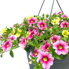 Load image into Gallery viewer, Hanging Basket, 10in, Spring Combo, Assorted
