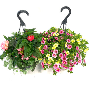 Hanging Basket, 10in, Spring Combo, Assorted