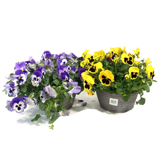 Planter, 10in, Pansy Bowl, Assorted