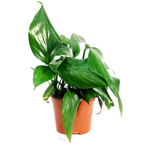 Dragon's Tail, 6in, Rhaphidophora Decursiva