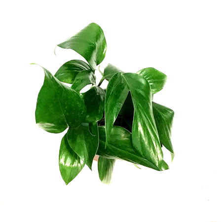 Dragon's Tail, 6in, Rhaphidophora Decursiva