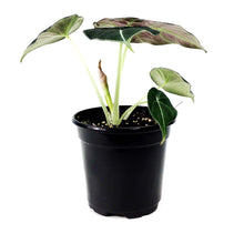 Load image into Gallery viewer, Alocasia, 4in, Black Velvet
