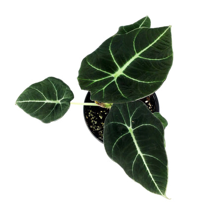 Alocasia, 4in, Black Velvet