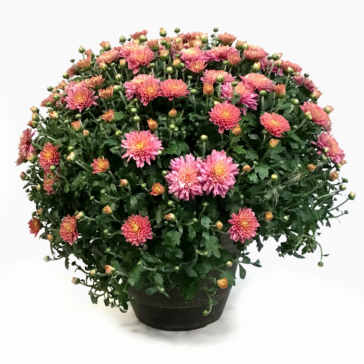 Fall Mum, 10in, Assorted Colours