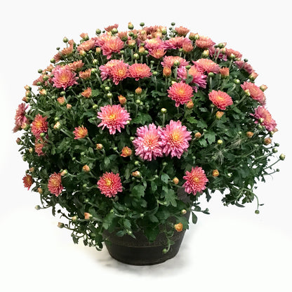 Fall Mum, 10in, Assorted Colours