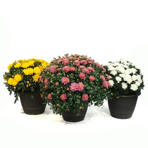 Fall Mum, 10in, Assorted Colours