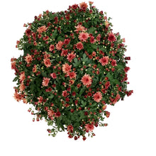 Load image into Gallery viewer, Fall Mum, 10in, Assorted Colours
