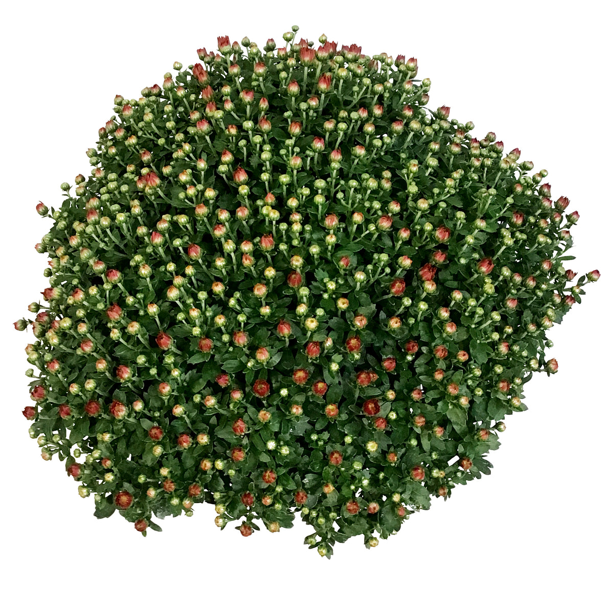 Fall Mum, 10in, Assorted Colours